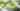 Soupe froide courgette